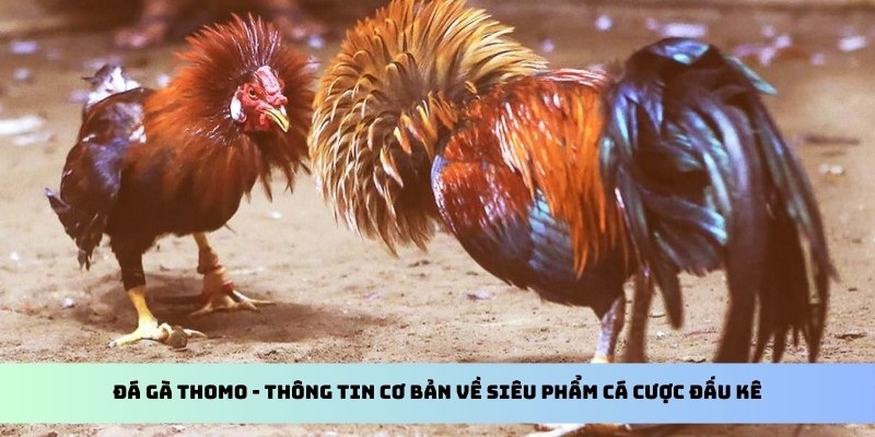 Đá Gà Thomo - Tìm Hiểu Toàn Bộ Về Hình Thức Cược Cùng QQ88 2 Đá gà Thomo - Thông tin cơ bản về siêu phẩm cá cược đấu kê