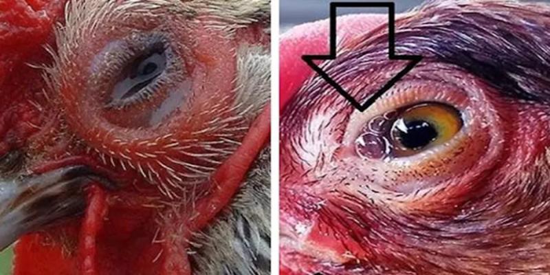 Lưu ý cho sư kê khi chữa trị gà đá bị thương