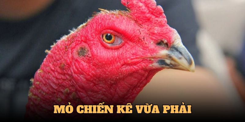 Cách Xem Tướng Gà Đá - Chọn Chiến Kê Hiệu Quả Cùng QQ88 3 Mỏ là là vũ khí tối ưu